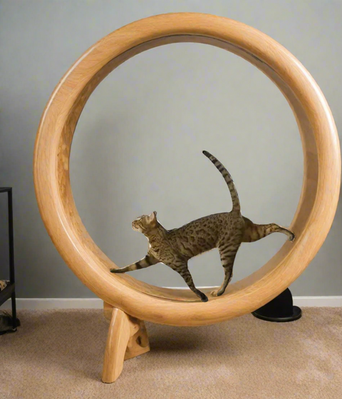 Large wooden cat exercise wheel with a carpeted running surface
Cat running on treadmill wheel in modern home
Side view of XL cat treadmill showing safe base design
Close-up of smooth solid wood wheel and track
Happy cat playing inside wooden running wheel