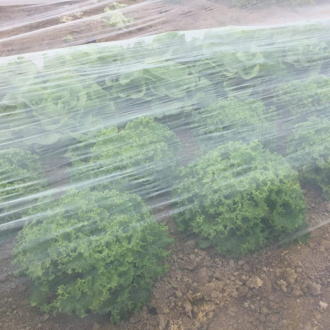 10x20 FT Durable Bug Netting for Garden Plants
Heavy-Duty Mesh Screen for Greenhouse Insect Protection
Breathable Plant Protection Net for Vegetables and Flowers