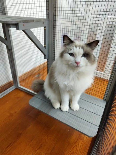 4-tier outdoor wooden catio with nesting boxes and waterproof roof
